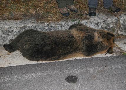 Orso investito ed ucciso da un camion: tragedia nel Parco Nazionale d'Abruzzo