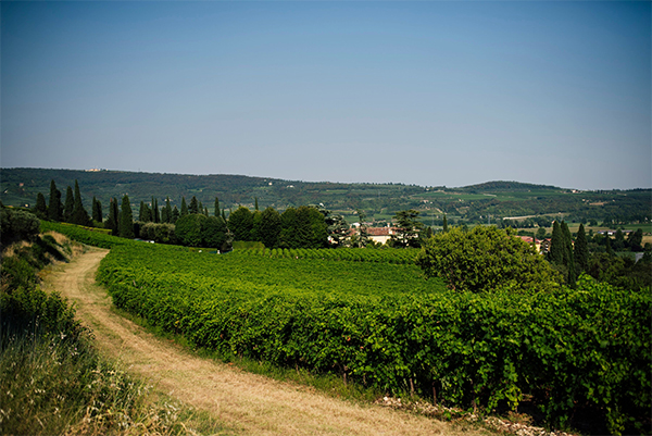 pasqua vigneti cantine