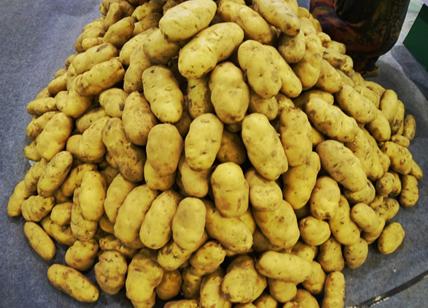 Città della patata: associazione nazionale per sostenere le varietà autoctone