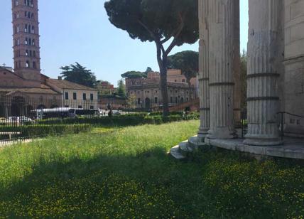 Roma, anche le erbacce sono “fuori controllo”. Tempio di Ercole: la vergogna
