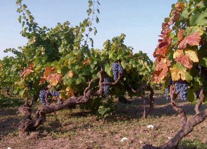 Lombardia, al via la vendemmia: -15% uva per le bizze del clima