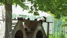 Cina, aumenta la popolazione dei panda giganti