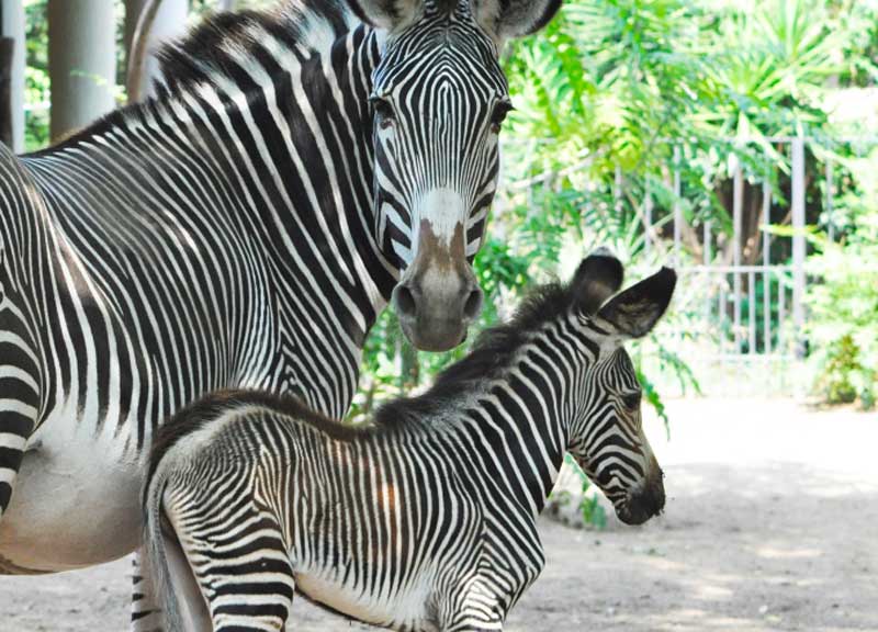 zebra reale bioparco 02