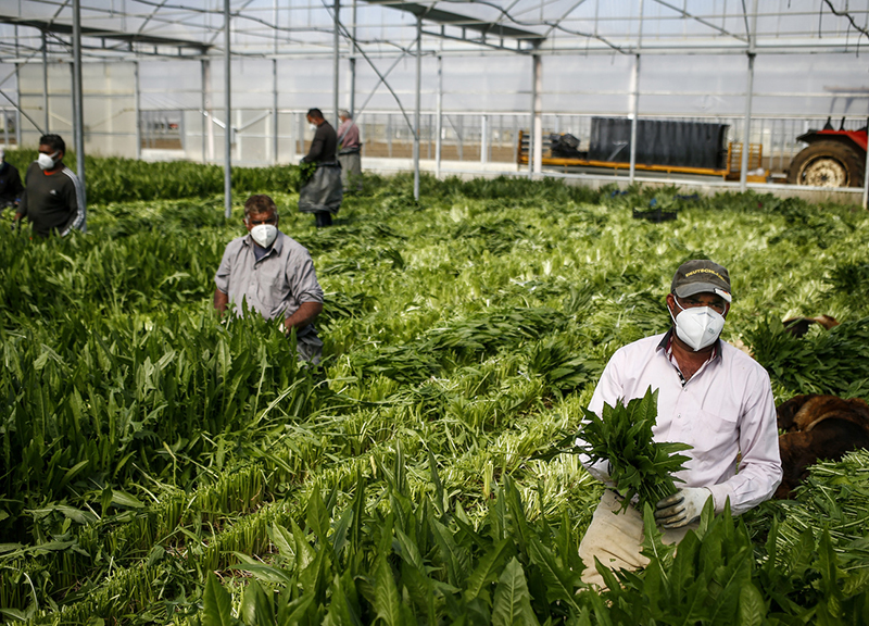 agricoltura lazio 02