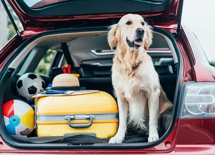 Vacanze a quattro zampe: nasce la prima agenzia viaggi per cani