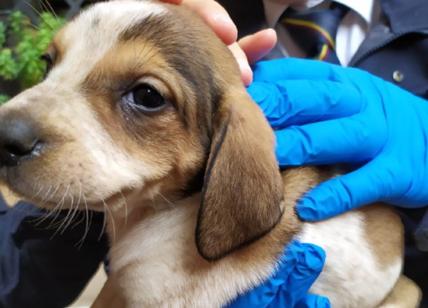 Cuccioli di cani abbandonati in uno scatolone: i 7 piccoli salvati dai vigili