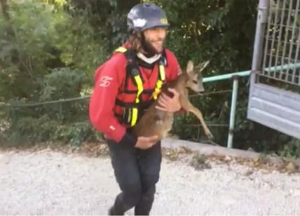 Cucciolo di capriolo cade in un fiume: salvato dalle guide del rafting Marmore