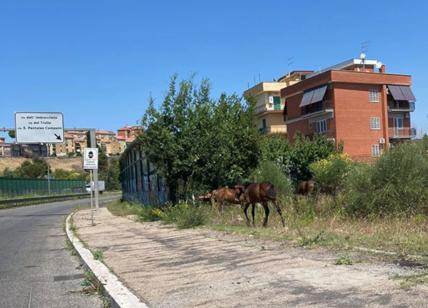 Cavalli al pascolo sul marciapiede: follia urbana in via Isacco Newton