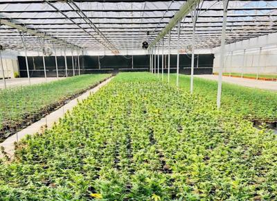 Flower Farm 3