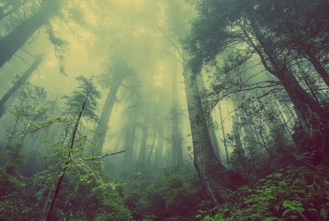 FederlegnoArredo, al via il contest ispirato alla “resilienza degli alberi”