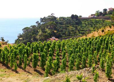 Gorgona Frescobaldi
