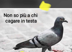 Con la quarantena città vuote Grosso problema per i piccioni