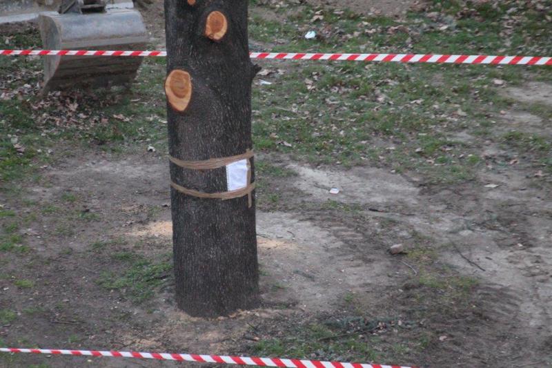 Cedro sequestrato dalla Procura Cedro sequestrato dalla Procura