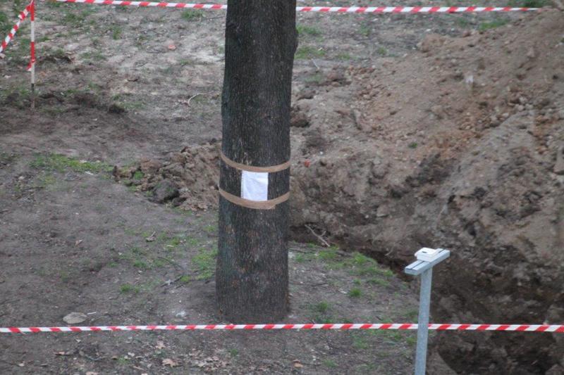 Cedro sequestrato dalla Procura Cedro sequestrato dalla Procura