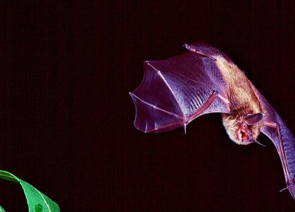Bimba svedese morsa da un pipistrello, curata a distanza dal Riuniti di Foggia
