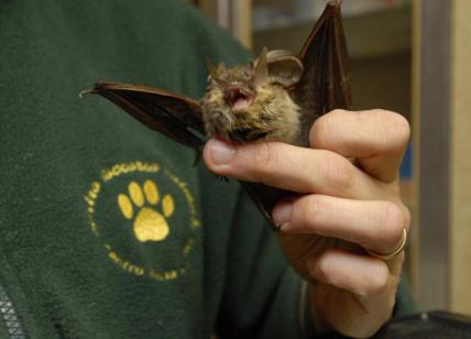 Coronavirus, associazioni animaliste al ministro: "Pipistrelli sono innocui"