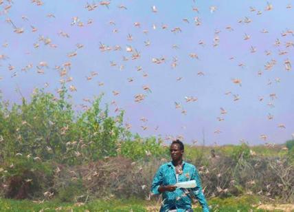 Africa, invasione delle locuste: 20 mln di persone a rischio