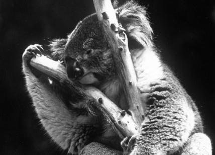 Australia, il 30 per cento dei koala morto negli incendi