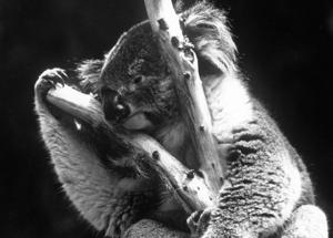 I koala rischiano di estinguersi "Rimangono solo 30 anni"