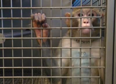 macaco