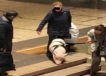 Milano, un maiale al guinzaglio a spasso per Stazione Centrale. VIDEO