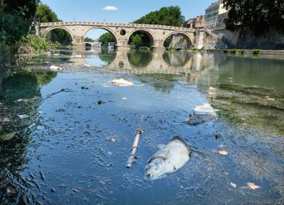 moria pesci tevere 2