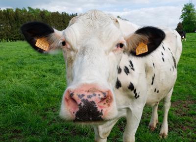 mucca