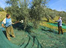 olio evo raccolta olive
