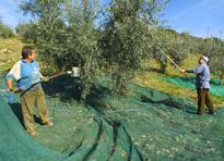 olio evo raccolta olive