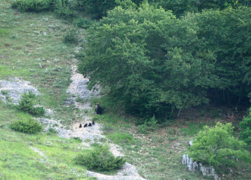 orso bruno cuccioli avvistamento 2