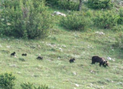 Fase 2, mamma orsa con 4 cuccioli: avvistamento record nel Parco d'Abruzzo