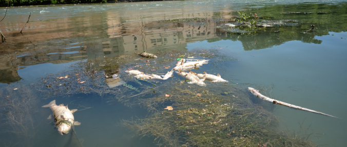 “Disseteremo Roma potabilizzando l'acqua del Tevere” La promessa di Acea agli azionisti: ecco il nuovo piano Un altro potabilizzatore per dar da bere al 70% dei romani