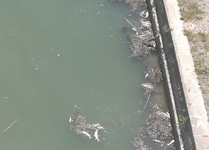 Roma, Tevere latrina: centinaia di pesci morti galleggiano a Ponte Margherita