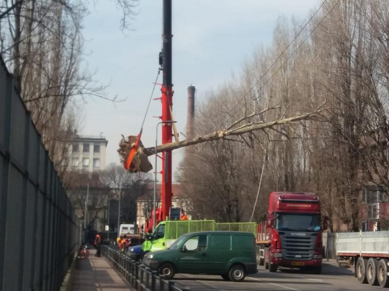 - Platano d’alto fusto con zolla troppo piccola sollevato da gru sopra auto in sosta in via Pascal - Platano d’alto fusto con zolla troppo piccola sollevato da gru sopra auto in sosta in via Pascal