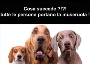 Cani increduli guardando la gente "Hanno tutti la museruola"