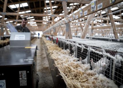 Visoni Danimarca, Wwf: “Urgente ripensare i modelli di produzione intensiva”