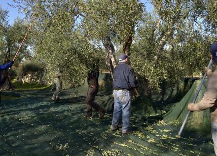 'La Puglia che riparte', il focus sulle prospettive economiche della regione