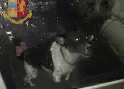 Cane chiuso in un'auto di notte, lo salva la polizia: proprietaria denunciata
