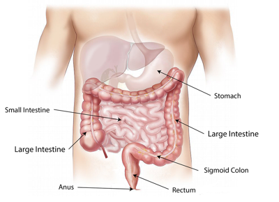 colon retto