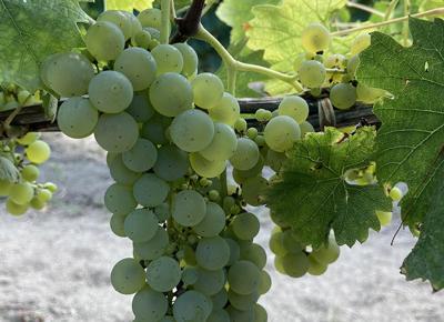 Consorzio tutela vini d irpinia