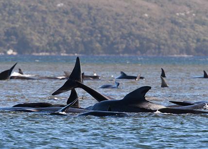 Norvegia, balene come cavie: l’ira di scienziati e ambientalisti contro i test