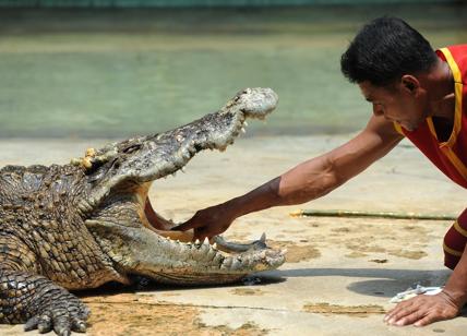 Zoo di Belgrado, il caimano più vecchio al mondo compie 83 anni