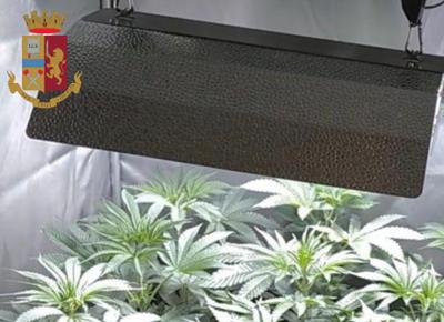 marijuana Serra Firenze