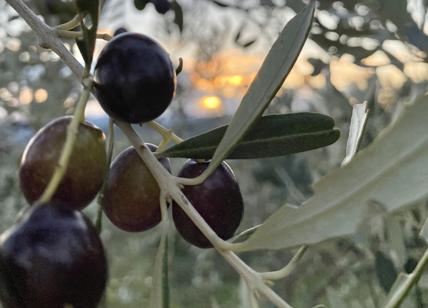 Olio, Toscana guida la riscossa della dieta mediterranea con i prodotti IGP