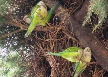 Coldiretti, scenari tropicali in Puglia e invasione dei pappagalli verdi