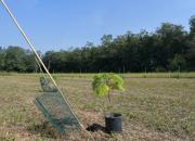 La paulownia a Busto A. per il benessere di tutti.