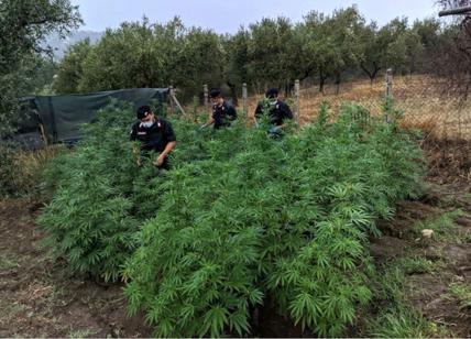 Passione marijuana, in giardino 80 piante: in manette 54enne col pollice verde