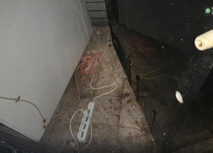 Blatte e topi in cucina: il ristorante cinese degli orrori è a San Paolo
