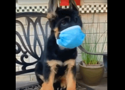 Covid Dpcm Anche Per Gli Animali Cane Indossa Da Solo La Mascherina Affaritaliani It