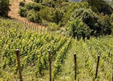 Nasce Vivito, importante realtà cooperativa toscana nel settore vitivinicolo
